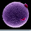 B0002101 Human egg with coronal cells/purple/alone