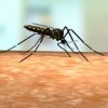 Vida do Aedes aegypti