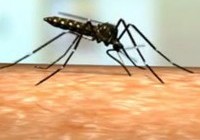Vida do Aedes aegypti