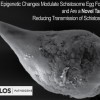 Inibidores de Histona-Acetiltransferase inibem a postura de ovos por esquistossomos