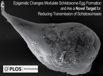 fantappie_Egg