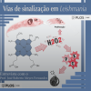 Vias de sinalização em Leishmania amazonensis