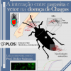 A interação entre o parasita e o barbeiro na doença de Chagas