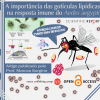 As gotículas lipídicas e o sistema imune do mosquito da dengue