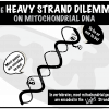 O dilema da fita pesada da mitocôndria