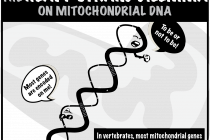 O dilema da fita pesada da mitocôndria