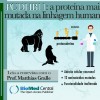 PCDHB11 é a proteína que apresenta o maior número de mutações na linhagem humana