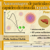 A automontagem de capsídeos do vírus da hepatite C pode revelar novos mecanismos etiológicos da doença