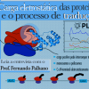 Propriedades eletrostáticas do proteoma e o processo de tradução