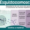 Esquistossomose: Descoberta de um novo alvo para o tratamento da fibrose hepática