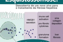 Esquistossomose: Descoberta de um novo alvo para o tratamento da fibrose hepática