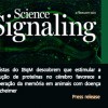 Recuperação da memória em animais com doença de Alzheimer